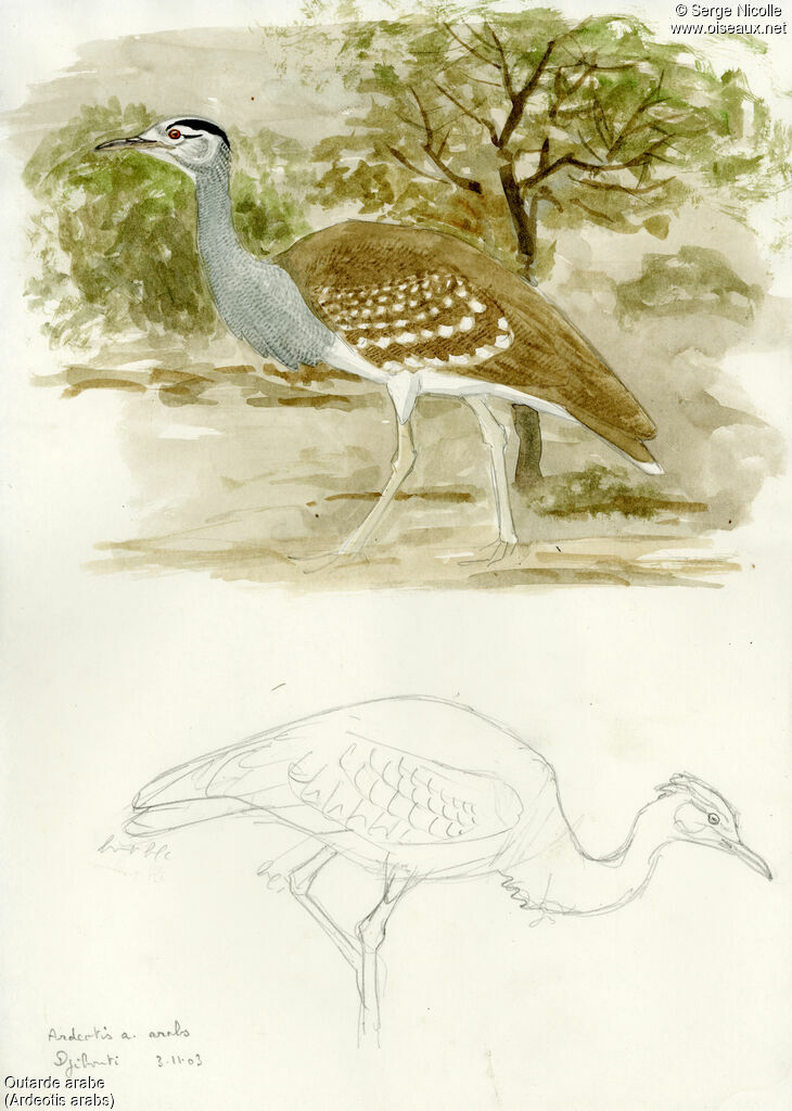 Arabian Bustard, identification