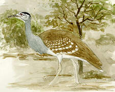 Arabian Bustard