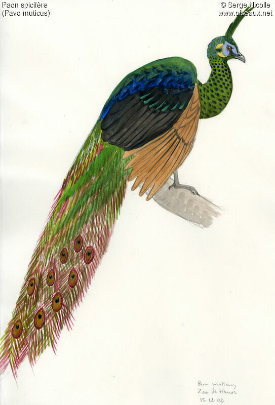 Green Peafowl, identification