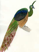 Green Peafowl