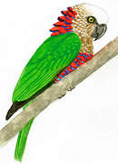 Red-fan Parrot