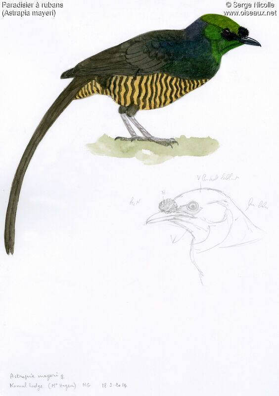 Ribbon-tailed Astrapia female, identification