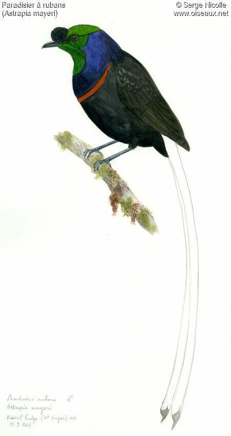 Ribbon-tailed Astrapia male, identification