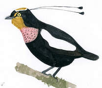 Queen Carola's Parotia