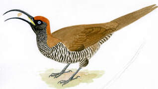 Brown Sicklebill