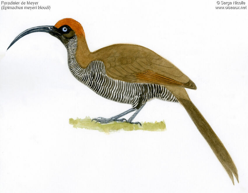 Brown Sicklebill female, identification