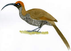 Brown Sicklebill