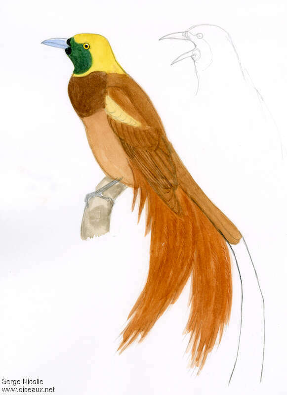 Raggiana Bird-of-paradise male adult, identification
