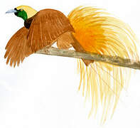 Greater Bird-of-paradise