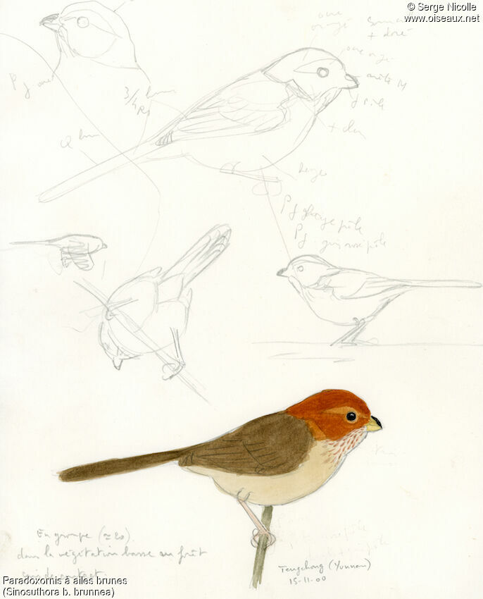 Brown-winged Parrotbill, identification