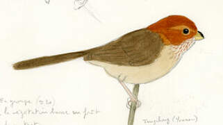 Brown-winged Parrotbill