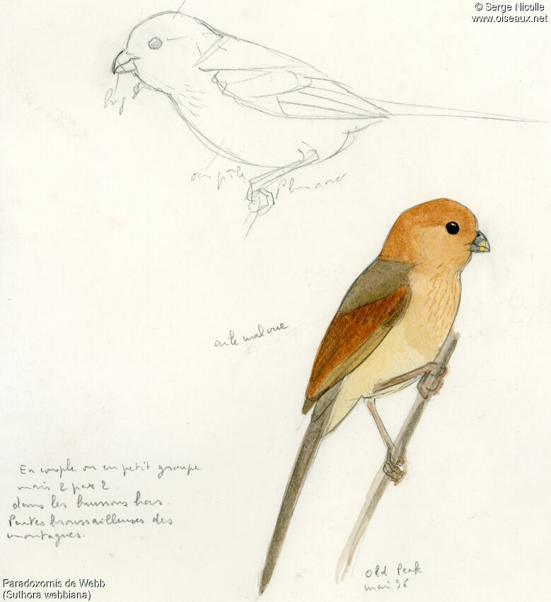 Vinous-throated Parrotbill, identification