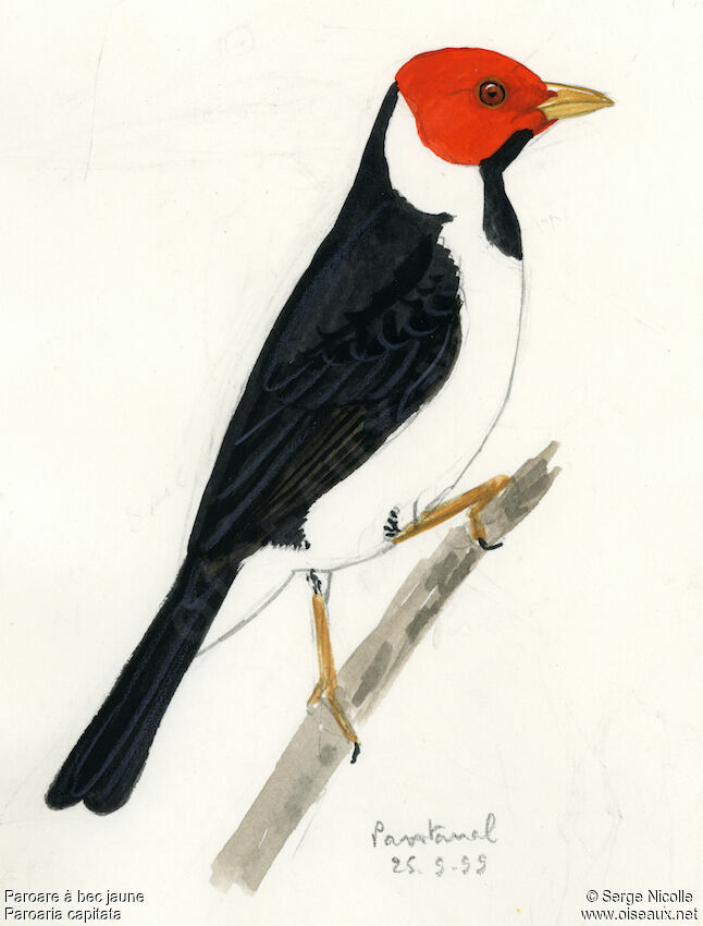 Yellow-billed Cardinal, identification