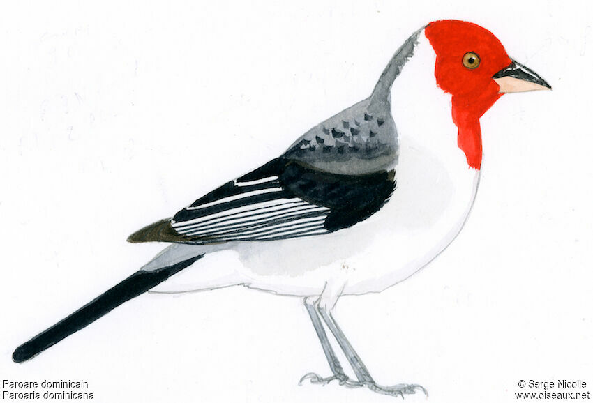 Red-cowled Cardinal, identification