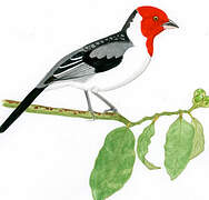 Red-cowled Cardinal