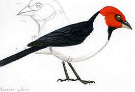 Red-capped Cardinal