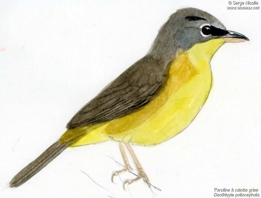 Grey-crowned Yellowthroat, identification