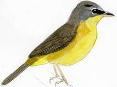 Grey-crowned Yellowthroat