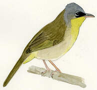 Grey-crowned Yellowthroat