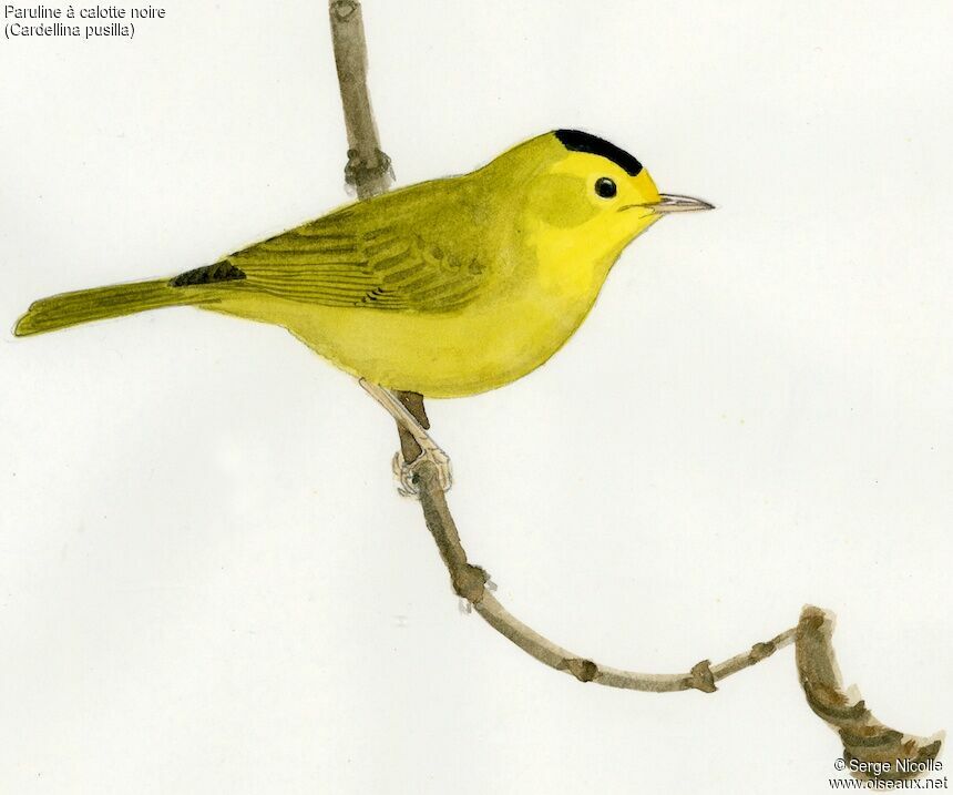 Wilson's Warbler male, identification