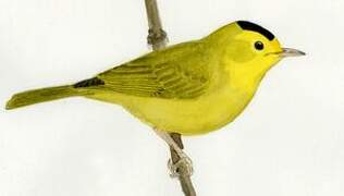 Wilson's Warbler