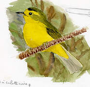 Wilson's Warbler