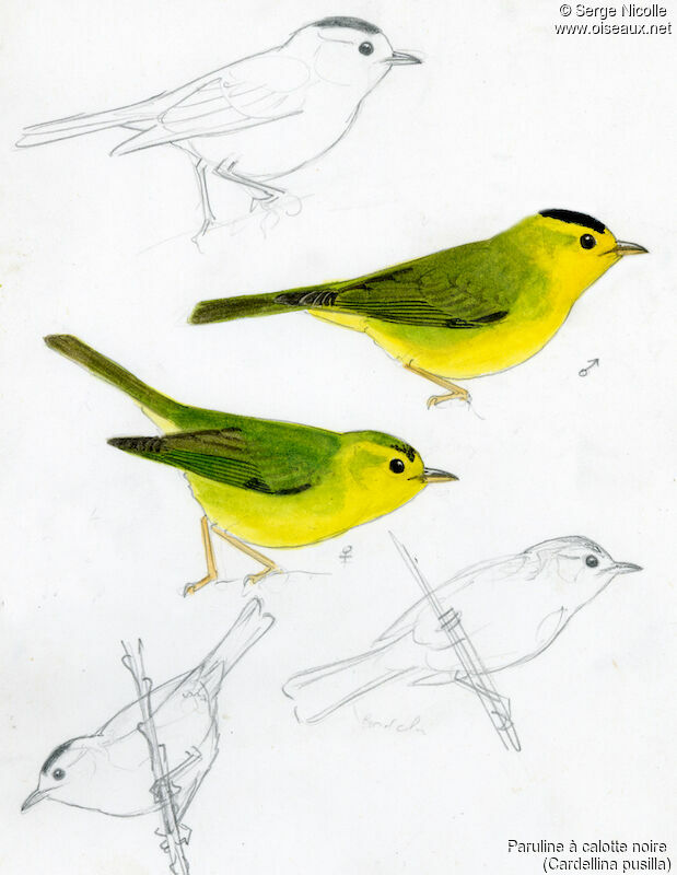 Wilson's Warbler , identification