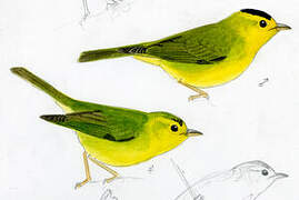 Wilson's Warbler