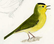 Wilson's Warbler