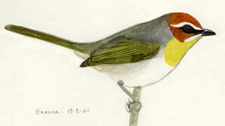 Rufous-capped Warbler