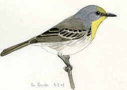 Olive-capped Warbler