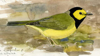 Hooded Warbler