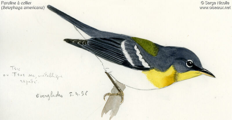 Northern Parula, identification