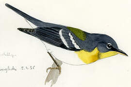 Northern Parula