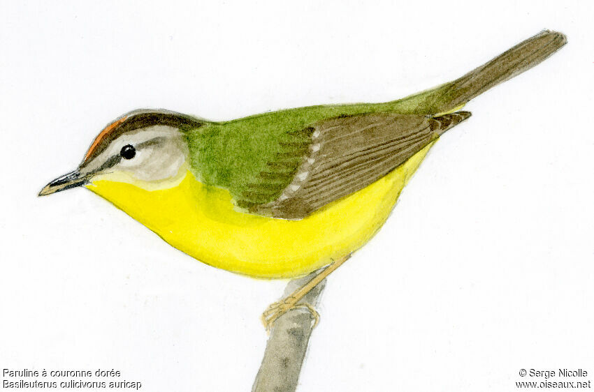 Golden-crowned Warbler, identification