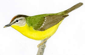 Golden-crowned Warbler