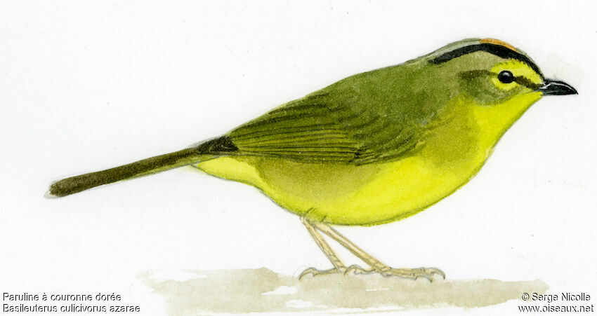 Golden-crowned Warbler, identification