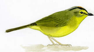 Golden-crowned Warbler