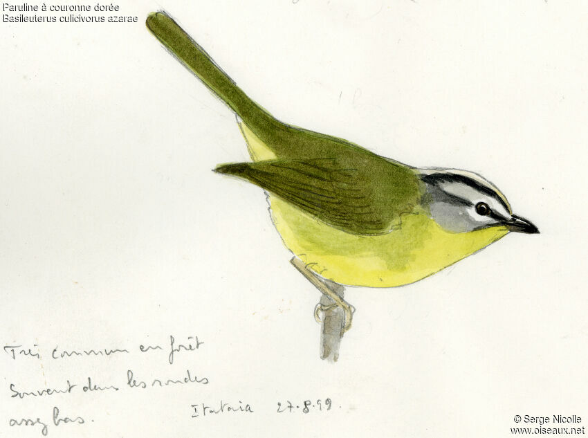 Golden-crowned Warbler, identification