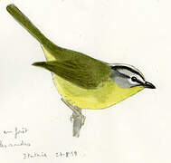 Golden-crowned Warbler