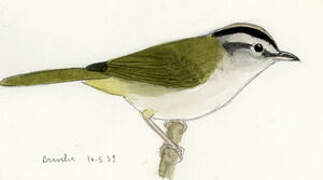 Golden-crowned Warbler