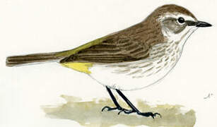 Palm Warbler