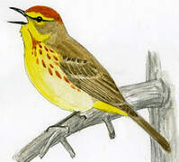 Palm Warbler