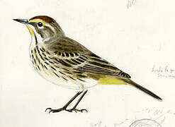 Palm Warbler