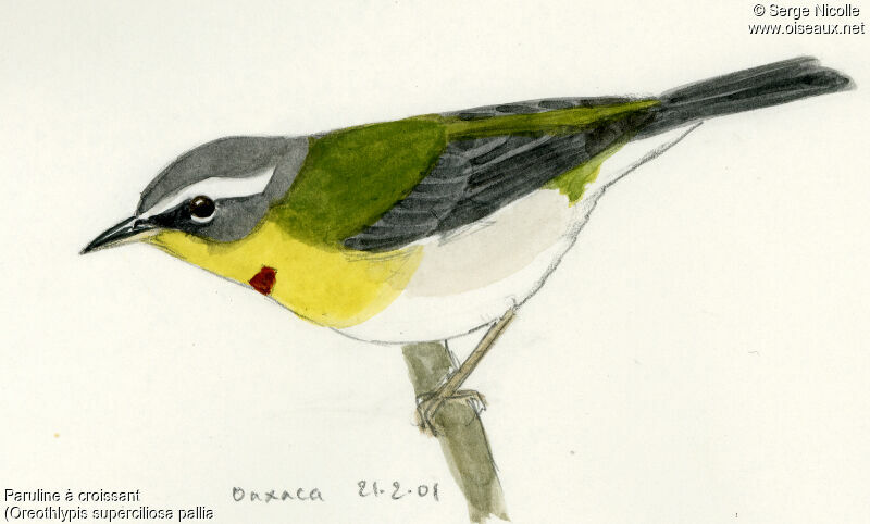 Crescent-chested Warbler, identification