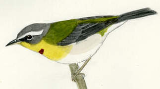 Crescent-chested Warbler