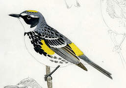 Myrtle Warbler