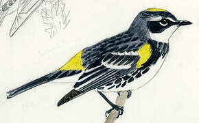 Myrtle Warbler