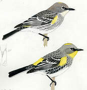 Myrtle Warbler