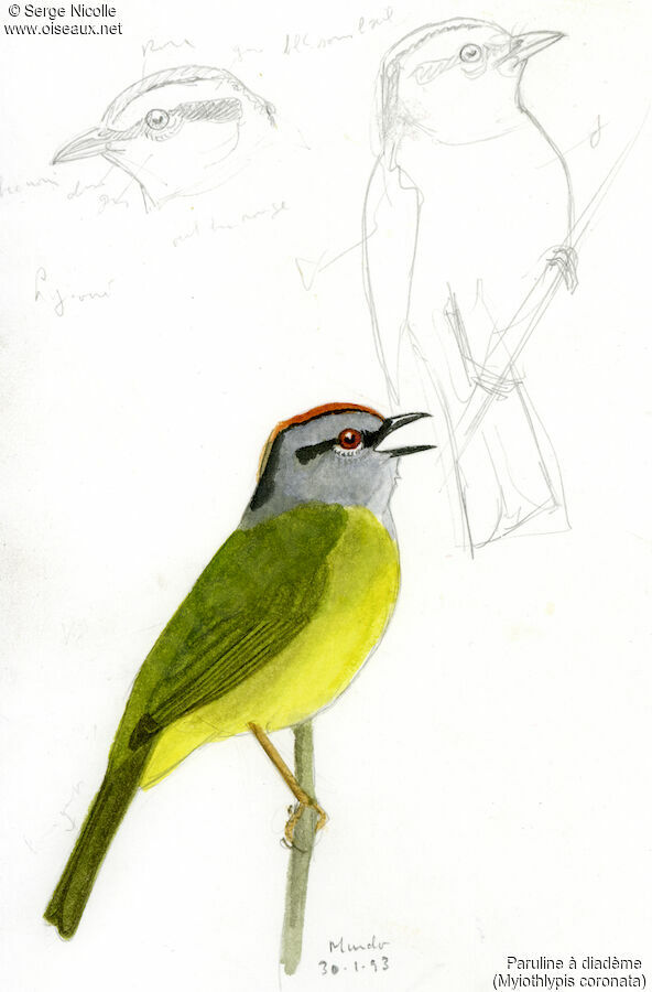 Russet-crowned Warbler, identification